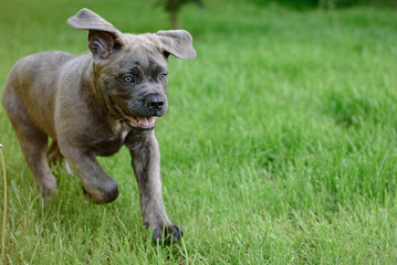 Mały szczeniak cane corso biegnie po trawie  © Rafal