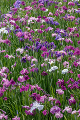 Fototapeta premium 花菖蒲