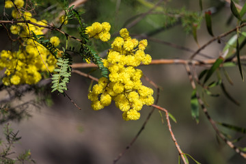 Acacia flowers close up. Australian wattle in spring