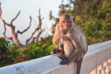 Monkey at Wat Thammikaram Temple in the Town of Prachuap Khiri Khan, Thailand