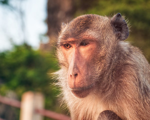 Monkey at Wat Thammikaram Temple in the Town of Prachuap Khiri Khan, Thailand