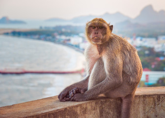 Naklejka premium Monkey at Wat Thammikaram Temple in the Town of Prachuap Khiri Khan, Thailand