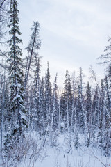 Fototapeta premium winter forest