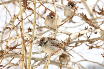 Group of sparrows sitting on a branch of a poplar at the end of winter