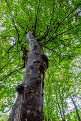 Fototapeta premium Tree trunks in green mossy forest
