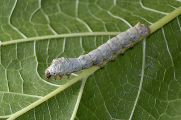 Gusano de seda sobre hoja de morera.