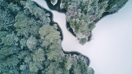 Aerial view of the snow-covered coniferous forest in the winter and a frozen lake.