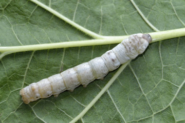 Gusano de seda comiendo hoja de morera.