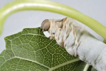 Gusano de seda comiendo hoja de morera.