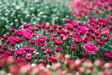 Beautiful chrysanthemums in the garden