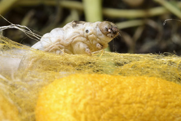 Gusano de seda tejiendo crisálida.