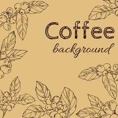 background vector branch with leaves and berries coffee, hand-drawn - 136425357