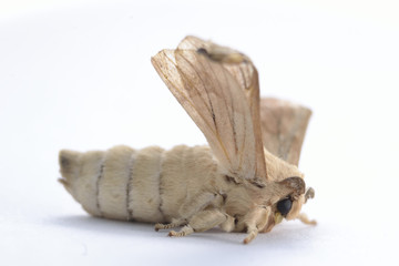 Mariposa de gusano de seda aislada en fondo blanco.