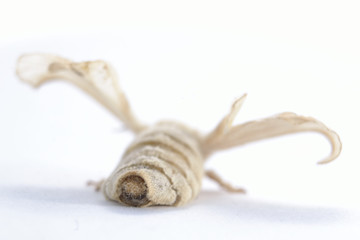 Mariposa de gusano de seda aislada en fondo blanco.