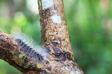 Hairy caterpillar dew covered and crawl on bark