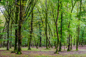 Tree trunks in green mossy forest