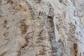 Eucalyptus bark texture. Tree trunk close up