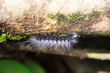 Hairy caterpillar dew covered and crawl on bark