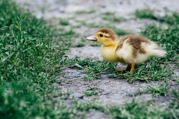 Yellow Duckling carefree running on the green grass.