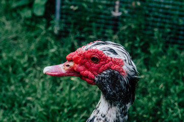 Duck drake with textured head on a background of green grass.