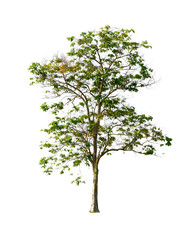 Obraz premium Trees isolated on white background