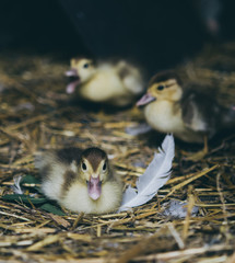 A flock of yellow ducklings sitting on the hay in the barn.