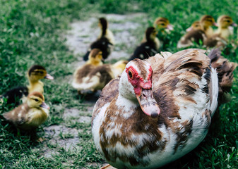 Duck and ducklings running around the flock of green grass.