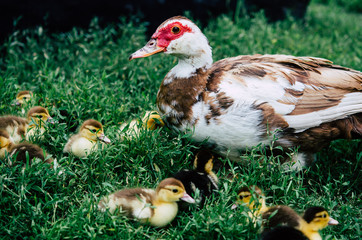 Duck and ducklings running around the flock of green grass.