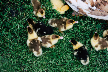 Duck and ducklings running around the flock of green grass.
