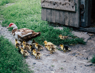 Duck and a flock of ducks sitting on the hay in the barn.