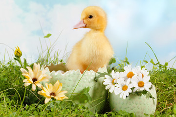 Peeping easter duckling