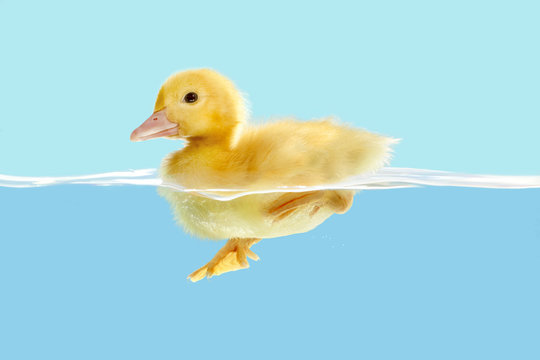 Duckling first swim