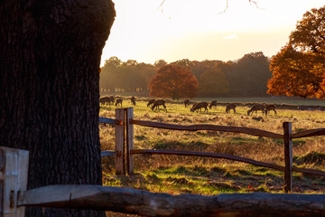 Herd of fallow deer in Richmond Park, London