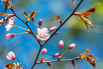 桜