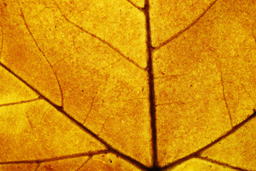 Brown leaf closeup detail background