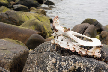 Sheep skeleton on beach