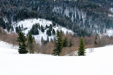 Green tree in the foreground. Winter mountain view at dawn, the