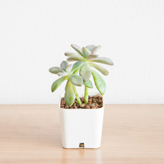 Succulent in pot wooden table background