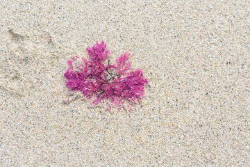 Pink seaweed on sandy beach