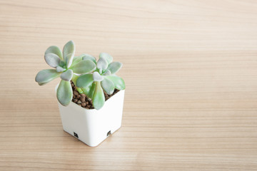 Succulent in pot wooden table background
