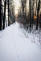 sunset in the winter forest