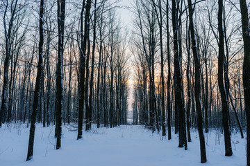 Naklejka na ściany i meble sunset in the winter forest