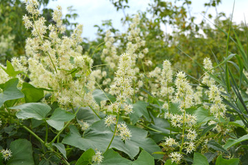 Blooming echinocystis.