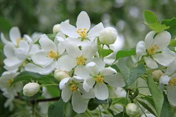 Flowers of the apple tree in spring