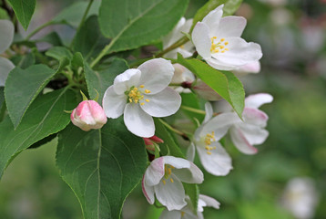 Flowers of the apple tree in spring