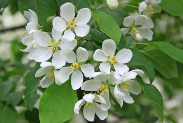 Flowers of the apple tree in spring