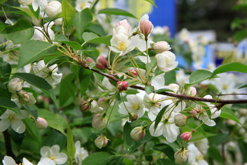 Flowers of the apple tree in spring