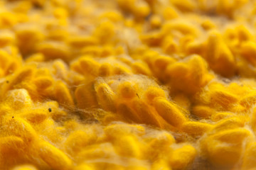 Yellow cocoon silkworm