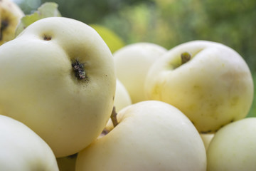 Apples varieties "White filling"