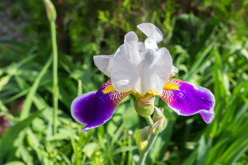Decorative iris blossoms
